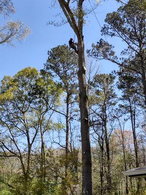 Pruning large limbs from over your house with safe rigging techniques