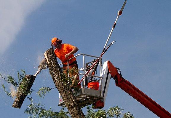 Tree Removal