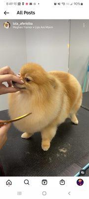 Pangpang the Pom with Lion cut