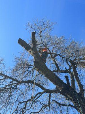 Some skilled expertise as an arborist chunk down some wood into a tight landing zone