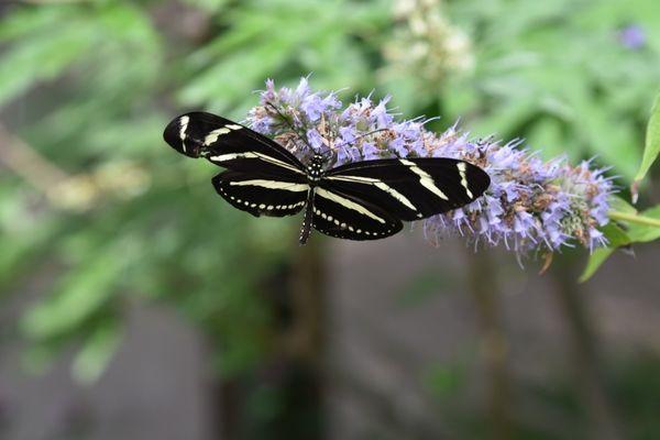 Butterfly in the butterfly garden