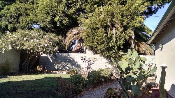 Before pic - Removed the cactus on the right of the property to make way for a great BBQ area with pavers.