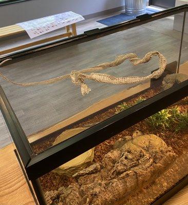 Snake skin displayed on top.