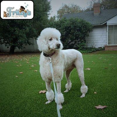 The Poodle Hair Trim Mobile Groomer Near me, Poodle Breed Clip Groomer Near me