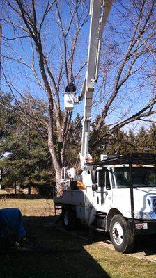 Bucket truck working on removal in back yard and all cleaned up