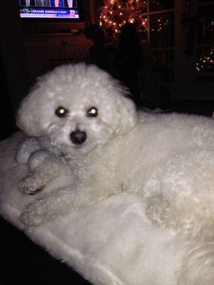 Our beautiful little Dillon, a Bichon Frise.  :)