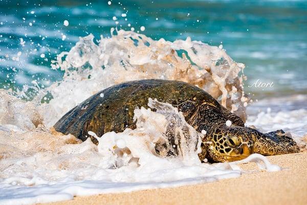 They call me Honu Whisperer for a reason!  I can always and I mean ALWAYS find a turtle.  Aloha