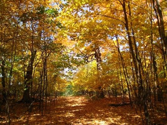 Enjoy hiking the trails through the woods in the fall or anytime of year!