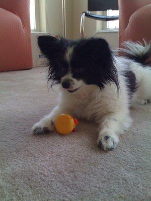 A boy and his duck