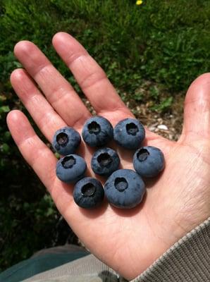 Colello's own Blueberries grown on the property.  U Pick in the late summer with 3 varieties.  Naturally grown.