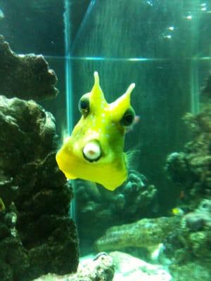 Cow fish