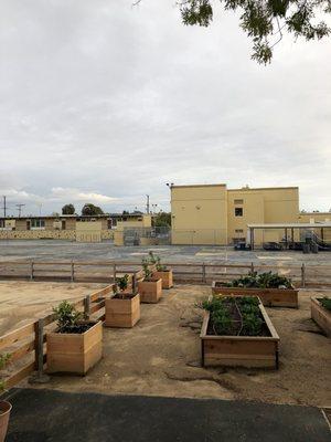 Veggie and Fruit Planters. April 2020