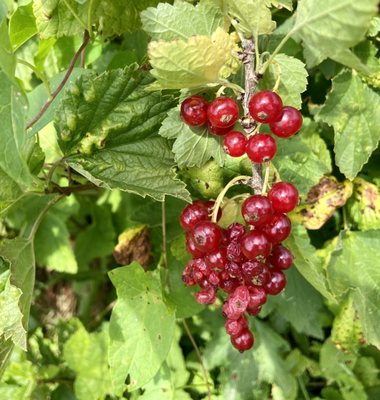 7/21. Organic red currents...they are low to the ground