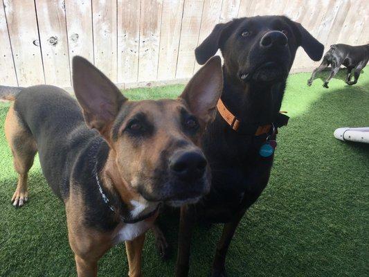 Harley and Rey's first day at Camp Run-A-Mutt Point Loma