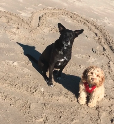 Frankie and Bobby enjoying the beach.  Exercise and socialization is an important part of dog training.