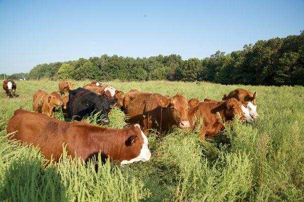 Alger Family Farm