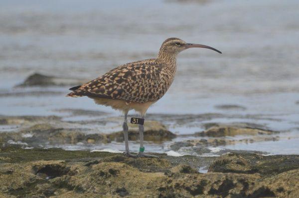 Bristle-thighed Curlew