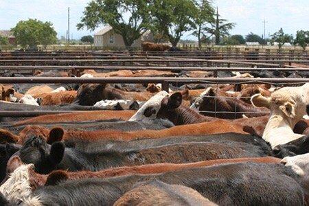 Cattlemen's Livestock Market