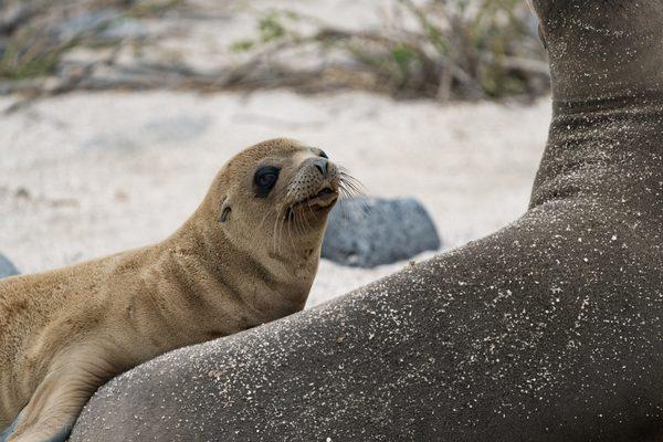 Galapagos: hey pup!