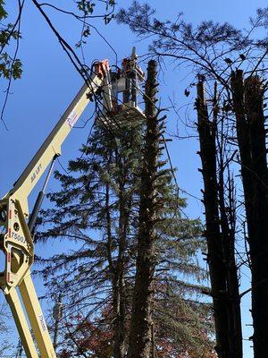 Tree Removal