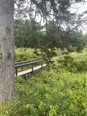 Small wooded area adjacent to house