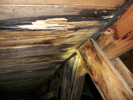 Shingle roof leak in attic