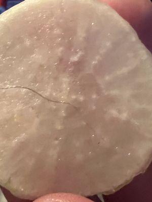 A pubic hair on daikon radish slice