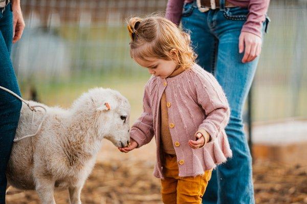 Lambs are always here on the farm