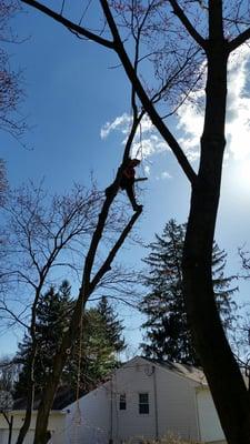 Massive White Ash takedown in Randolph. Complex rigging required due to the site conditions and tight area.