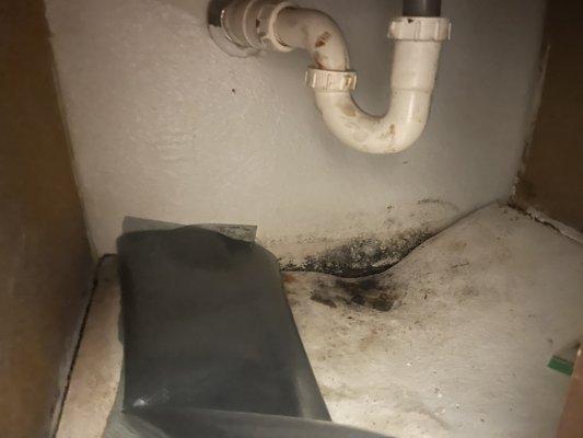 This is the black mold continuing to grow even after being sprayed with a ton of bleach.