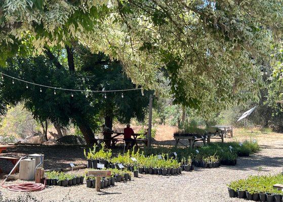 Wooden tables & benches sit in the shade under the trees, baby shrubs line the pathway.