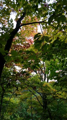 Foliage beginning to turn on the mountain.