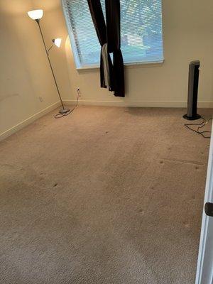 Dan did a great job cleaning and freshening up this old carpet! Thank you so much