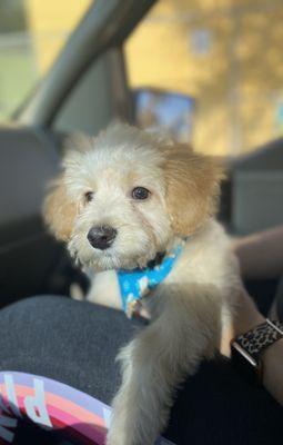 Haircut & bath