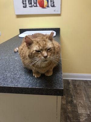 Winston at Jersey shore Vet Lakewood NJ