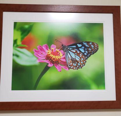 Butterfly pictures in the exam rooms - Love the people here!