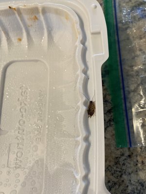 Cockroach in our to-go container...