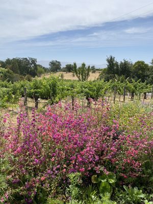 Vineyards