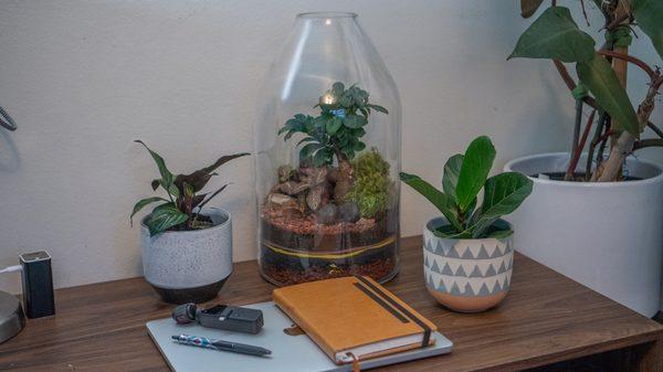 Terrariums available as well