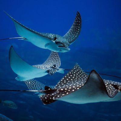 Underwater beauty