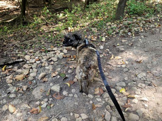 A properly leashed dog on the trail.