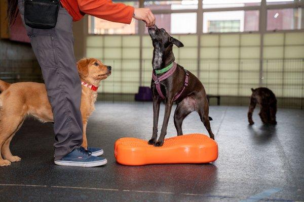 Enviornmental awareness using positive reinforcement on a  Fitpaw.