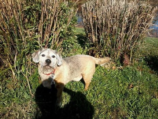 Mr. Lucky hams for Sarah during his walk.