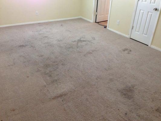 Severe spots from spills and high traffic. Carpet restoration recommended.