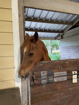 Safe cozy stalls