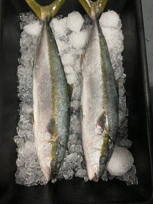 Fresh, sustainably caught, local Yellowtail