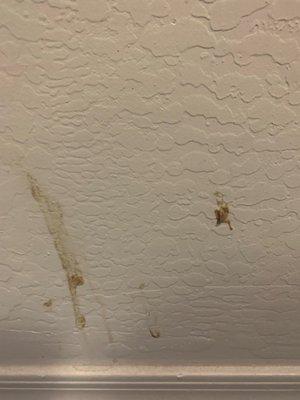 Stains on the walls throughout the home