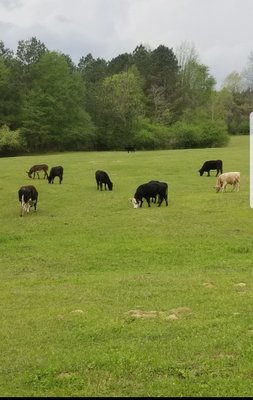 Angus and Angus-Hereford Cross