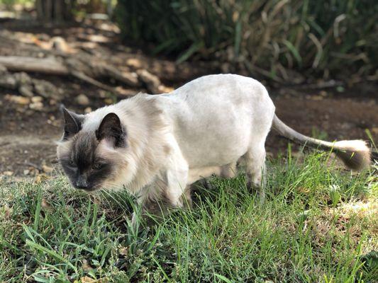 Silver loves his lion cut!