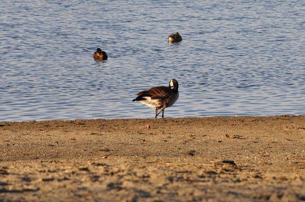 Birds On The Beach